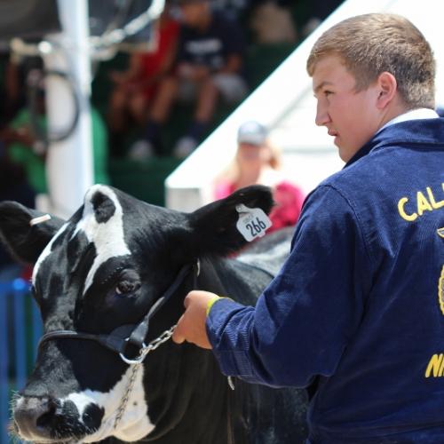 student with cow