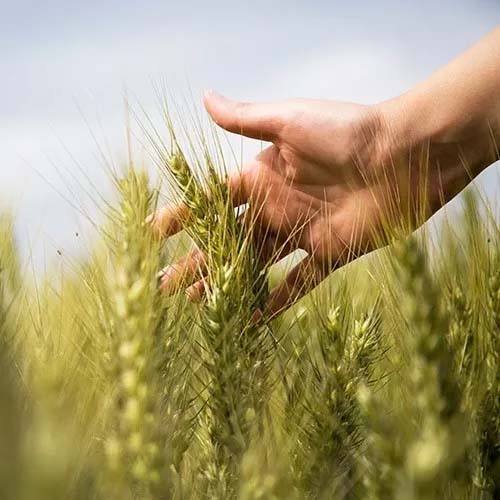 Find Organic