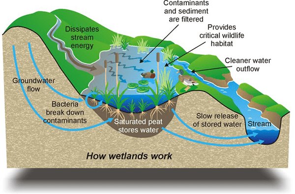 wetlands_e-2